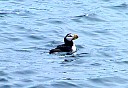 PuffininResurrectionBay.jpg