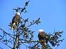 12-ValdezEagles.jpg